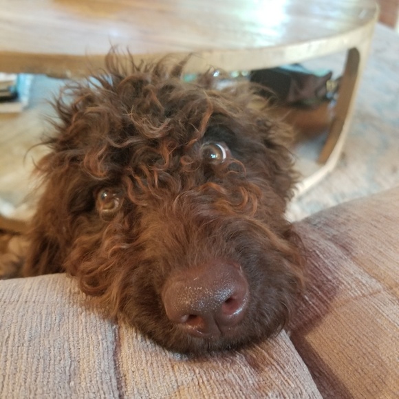 Meet your Posher, Sarah - Picture 8 of 8